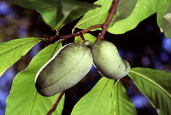 Paw Paw fruit